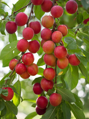 Obraz premium A lot of ripe cherry plum berries on a branch, close-up. Ripe berries.
