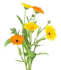 Bouquet of blooming calendula. Marigold flowers with leaves isolated on a white background. Calendula officinalis. Alternative medicine.