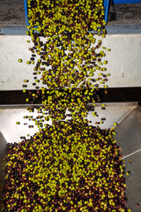 transformation of olives into oil in an oil mill in greece
