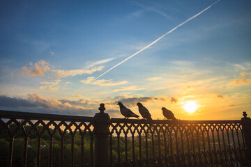 Pigeons at sunset, beautiful evening