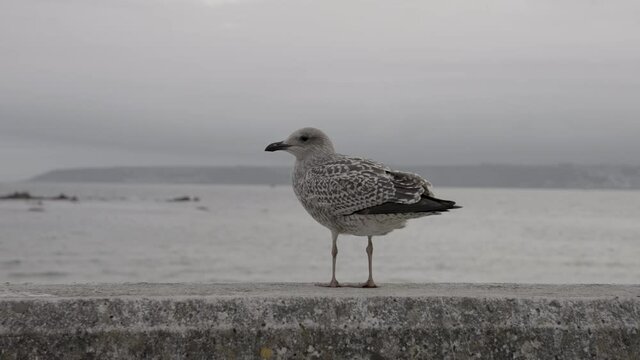 Bird Lifts Off from Beach Wall at St Michael's Mount in Cornwall near Penzance - Slow Motion