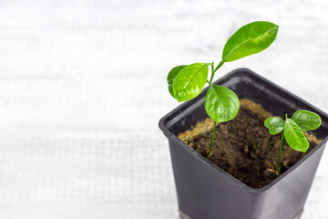 Fresh green Fortunella margarita (Citrus reticulata) house plant little seedlings in the black flower pot on light background with copy space.
