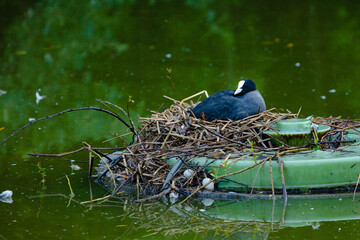 ducks on the lake