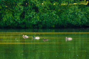 ducks on the lake