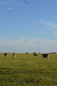 vacas lecheras en el campo 
