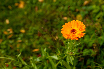 Single bright orange pot marigold (Calendula officinalis) blooming at green grass background right side of photo at sunny day. Auburn common marigold blossoms in sun. Edible flowering plant ruddles.