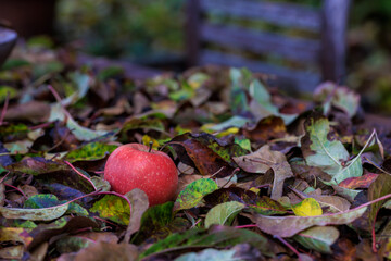 Roter Apfel liegend in bunten Herbstblättern