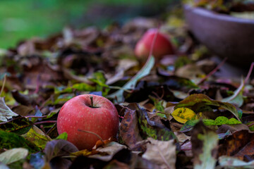 Roter Apfel liegend in bunten Herbstblättern