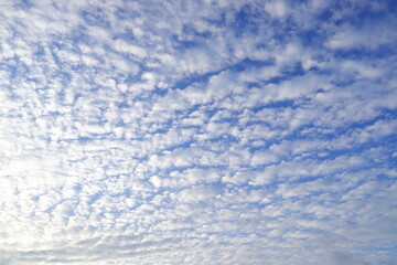 Obraz premium 巻積雲 イワシ雲 サバ雲 うろこ雲