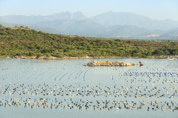 Views of the coast of the sea bay with many floats on the water surface for fishing or growing seafood