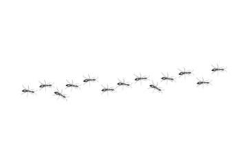 Black ants paving the way to their goal. A colony of worker ants.