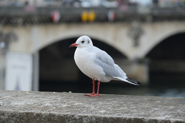 A seagull with Paris in background.