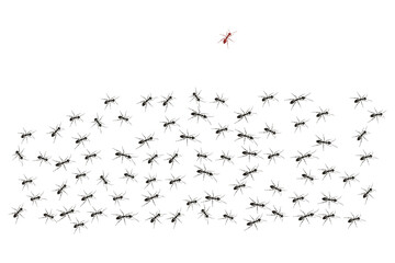 Black ants paving the way to their goal. A colony of worker ants.