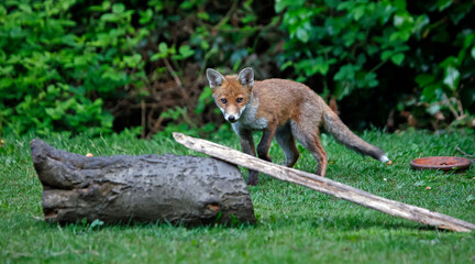 Urban fox cubs exploring the garden