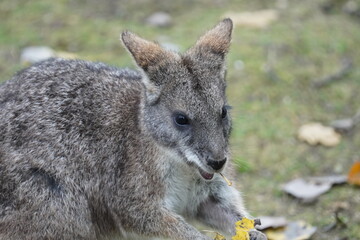 Parma wallaby