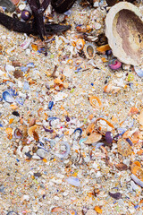 Overhead view of washed up and broken sea shells on sandy beach