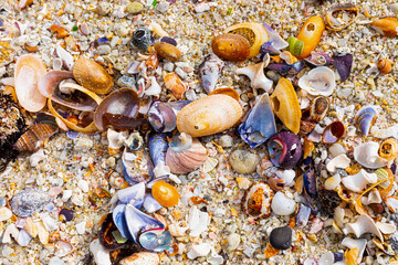 Overhead view of washed up and broken sea shells on sandy beach