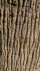 Textura - Corteza 