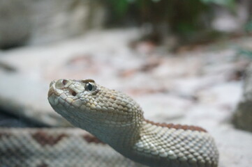 Snake close up to camera