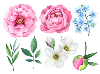 Spring flowers on a white background. Watercolor illustration. Pink peonies, leaves, forget-me-not.