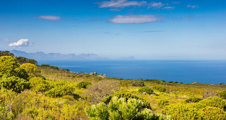 Fototapeta na wymiar Coastal mountain landscape with fynbos flora in Cape Town