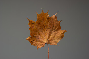 Single orange color autumn leaf. Close up studio shot, isolated on gray background