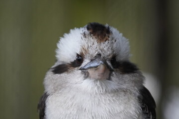 Laughing kookaburra