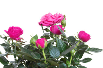 Pink roses on a white background - flowers of dense pink color with a darker underside of the petals.