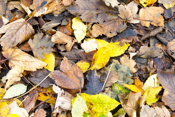 Wet autumn leaves on the ground in the woods.