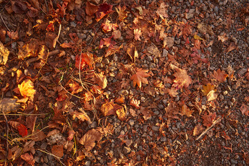 落ち葉が散りばめられた地面
