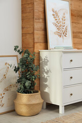 Chest of drawers, beautiful paintings and potted eucalyptus plant in room
