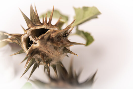 Stramonium plant, also called burundanga. Consciousness-erasing plant, dangerous and highly toxic.