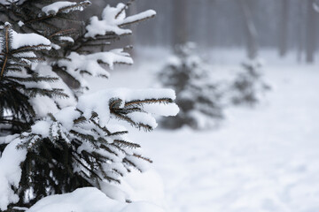 Spruce branches covered with snow and the right part of the photo with a blurred background with...
