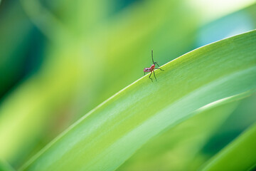 macro photography of red insect diminishing on a green leaf