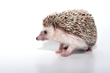An African cute hedgehog with brown spines and needles on its back stomps on a white isolated background