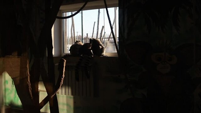 silhouette of cute lemurs on the window in the zoo