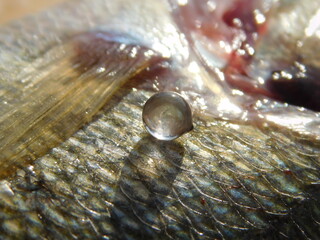 fish eye len out of eye ball european perch perca fluviatilis - obrazy, fototapety, plakaty