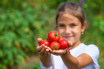 The child is harvesting tomatoes in the garden. Selective focus.