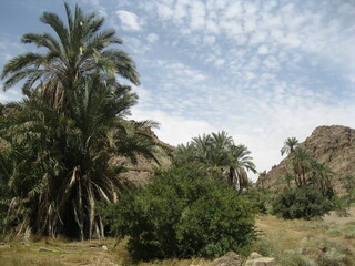Fototapeta na wymiar trees in the desert