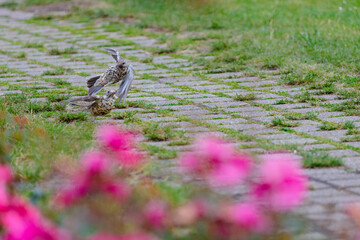 sparrow in the grass