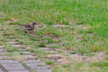sparrow in the grass