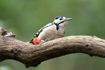 Adult male of Great spotted woodpecker bird Dendrocopos major
