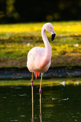 pink flamingo in the water