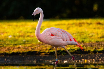 flamingo in the zoo