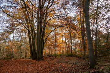 Estate 'Eerde' in autumn with the beautiful yellow gold and orange colored trees such as beech and oak, a nature reserve near the town of Ommen in the province of Overijssel, the Netherlands