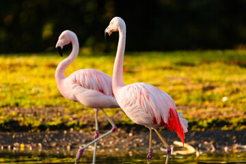 pink flamingo on the beach