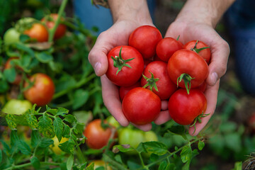 A male farmer harvests tomatoes in the garden. Selective focus. - obrazy, fototapety, plakaty