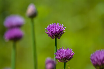 Purple flowers of the plant spring onion