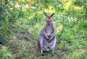 Naklejka na ściany i meble Portrait of small kangaroo in the meadow.