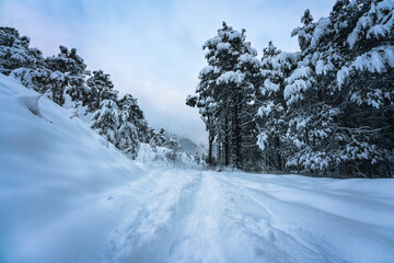 Traces trough deep snow in alpine forest, Wildermieming, TIrol, Austria